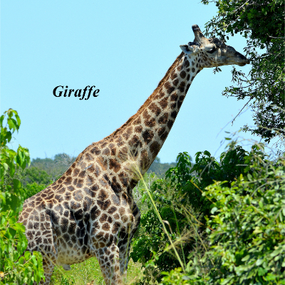 Giraffe